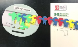 polymerase on leading strand 2